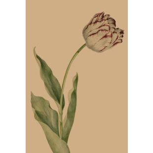 Card - White & Purple Tulip by Studio Nuovo
