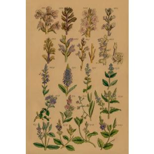 Card - Purple Flowers by Studio Nuovo