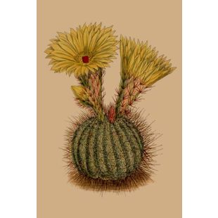 Card - Ferocactus Pottsii by Studio Nuovo