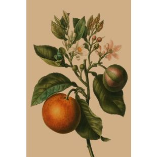 Card - Orange Tree by Studio Nuovo