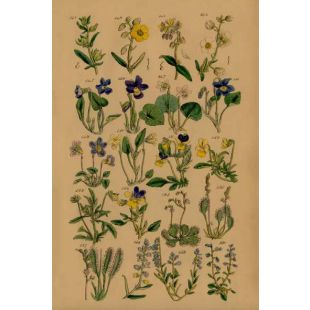 Card - Yellow & Purple flowers by Studio Nuovo