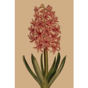 Card - Pink Hyacinth by Studio Nuovo