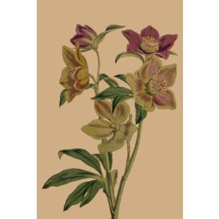 Card - Purple & Yellow Wildflower by Studio Nuovo