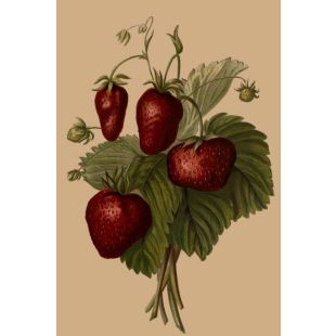 Card - Stawberries by Studio Nuovo