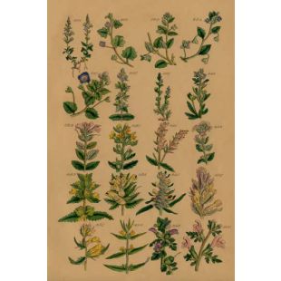 Card - Multiple Flowers by Studio Nuovo