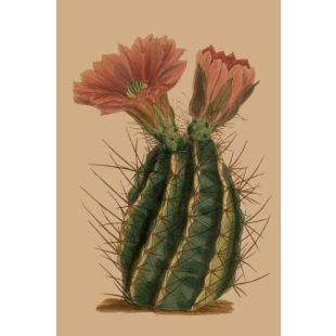 Card - Ballerina Cactus by Studio Nuovo