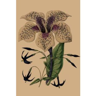 Card - Galaxy Flower by Studio Nuovo