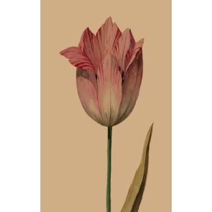 Card - Red & Pink Tulip by Studio Nuovo