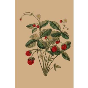 Card - Strawberry Bush by Studio Nuovo