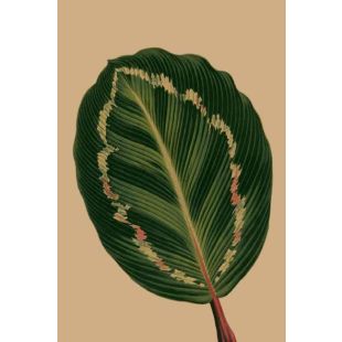 Card - Textured Leaf by Studio Nuovo