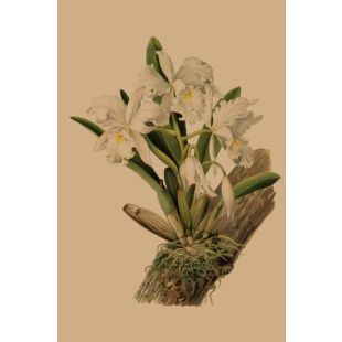 Card - White & Yellow Orchids by Studio Nuovo