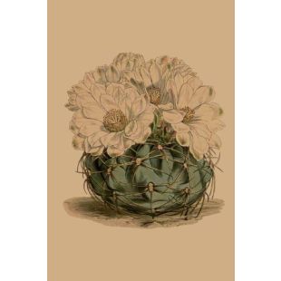 Card - White Floral Cactus by Studio Nuovo