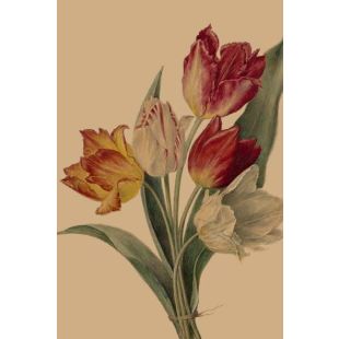 Card - White, Red & Yellow Tulips by Studio Nuovo