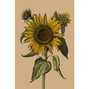Card - Sunflower by Studio Nuovo