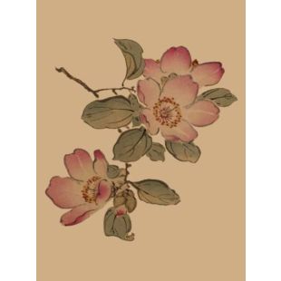 Card - Pink Magnolia by Studio Nuovo