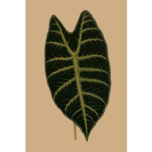 Card - Large Alocasia longiloba Leaf by Studio Nuovo