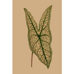 Card - Large Caladium Belleymel Leaf by Studio Nuovo