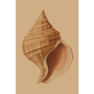 Card - Shell by Studio Nuovo