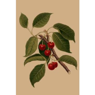Card - Bright Red Cherries by Studio Nuovo