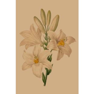 Card - White Lilies by Studio Nuovo