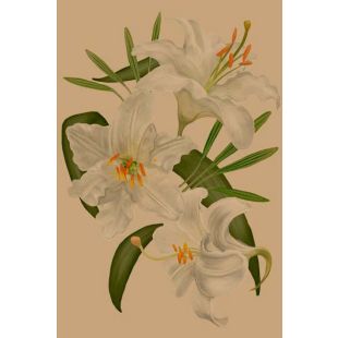 Card - White Lilies & Leaves by Studio Nuovo