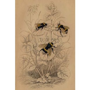 Card - Three Bees by Studio Nuovo