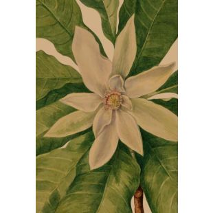 Card - White Magnolia by Studio Nuovo