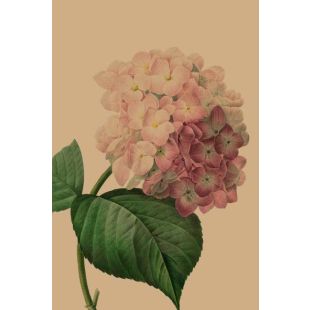 Card - Pink Hydrangea by Studio Nuovo