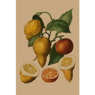 Card - Citrus Fruit by Studio Nuovo
