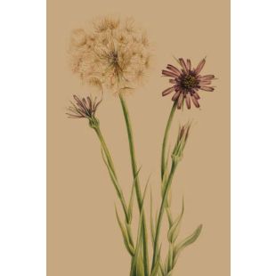 Card - Dandelions & Native Flowers by Studio Nuovo