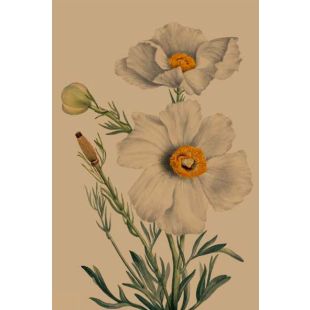 Card - White Poppies by Studio Nuovo