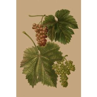 Card - Grape Leaves by Studio Nuovo