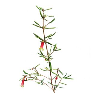 Card - Hanrie - 100mm x 100mm