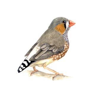 Card - Katherine Appleby - 100mm x 100mm