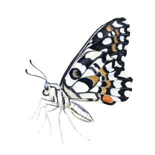 Card - Katherine Appleby - 100mm x 100mm