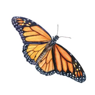 Card - Katherine Appleby - 100mm x 100mm