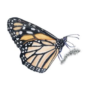 Card - Katherine Appleby - 100mm x 100mm