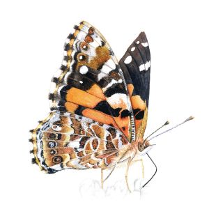 Card - Katherine Appleby - 100mm x 100mm