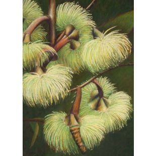 Card - Green Flora by Kylie Sirett