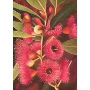 Card - Eucalyptus Gum by Kylie Sirett
