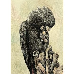 Card - Cockatoo by Kylie Sirett