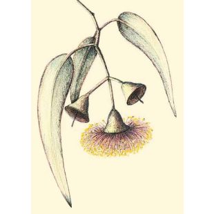 Card - Silver Princess Gum by Kylie Sirett