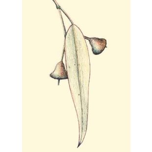 Card - Gum Tree by Kylie Sirett