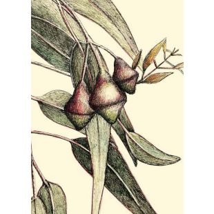 Card - Gumnuts by Kylie Sirett