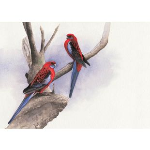 Card - Matteo - 125mm x 175mm