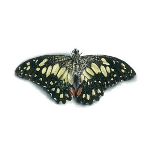 Card - Matteo - 125mm x 175mm