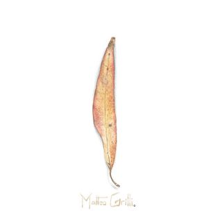 Gift Tags - Matteo Grilli - 48mm x 100mm (18 Assorted)