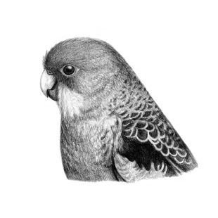 Card - Maxine Clarke - 140mm x 140mm