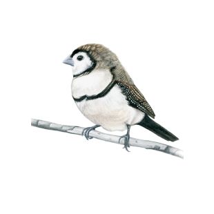 Card - Maxine Hamilton - 125mm x 175mm