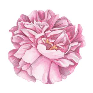 Card - One Penny - 100mm x 100mm